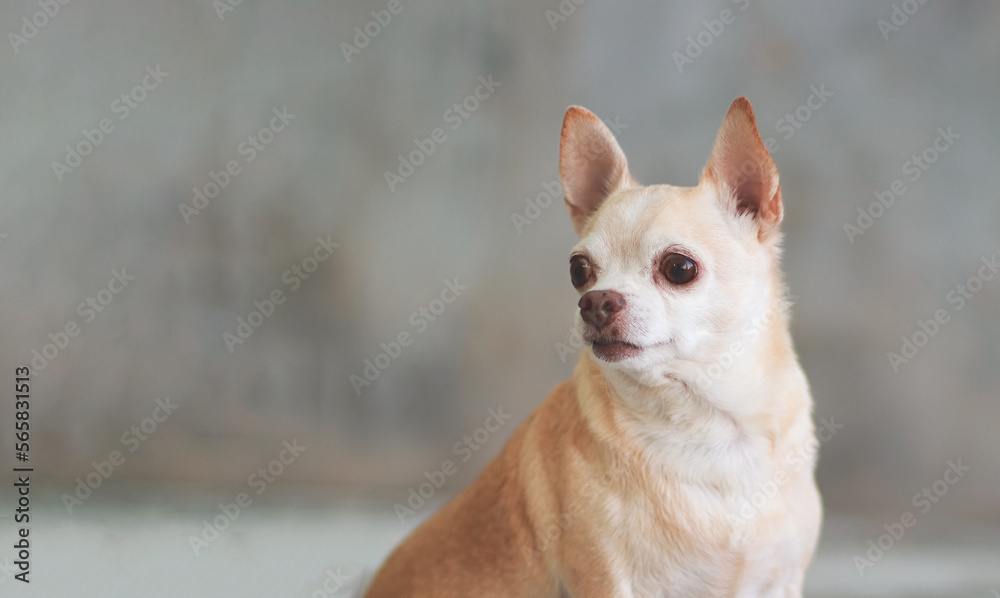 brown short hair chihuahua dog on cement wall background, looking back. Head shot photo with copy space.