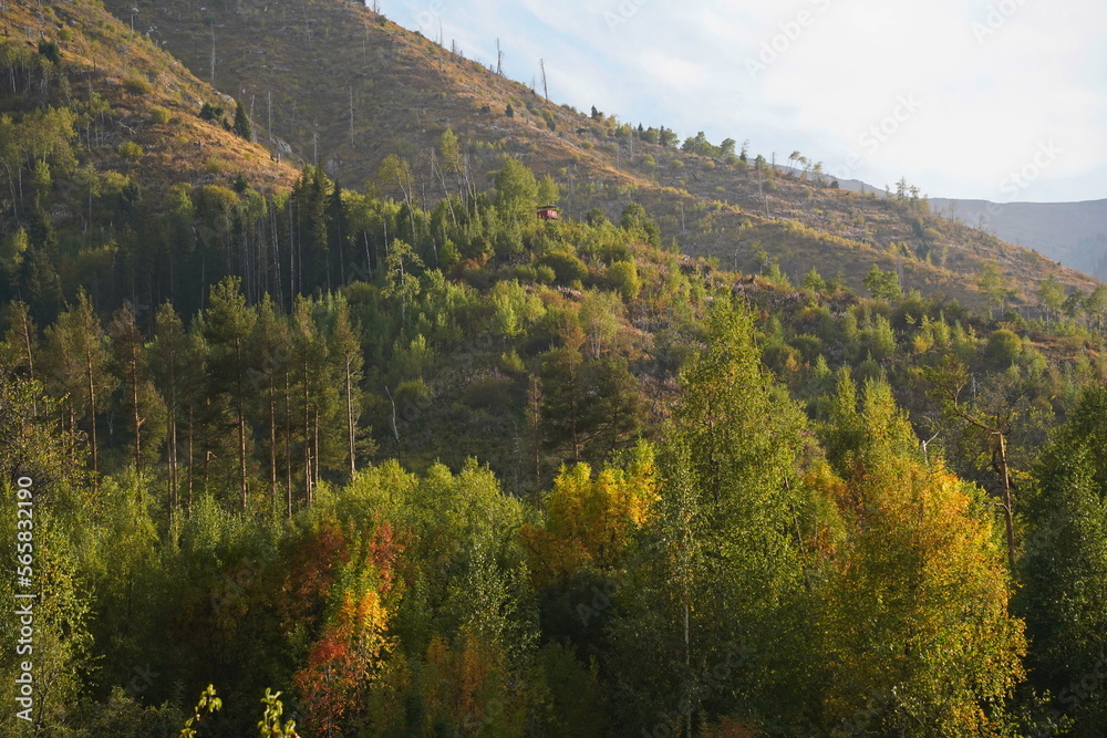 Different trees, firs and shrubs in the mountainous area.