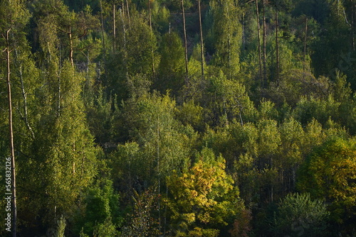 Different trees, firs and shrubs in the mountainous area.