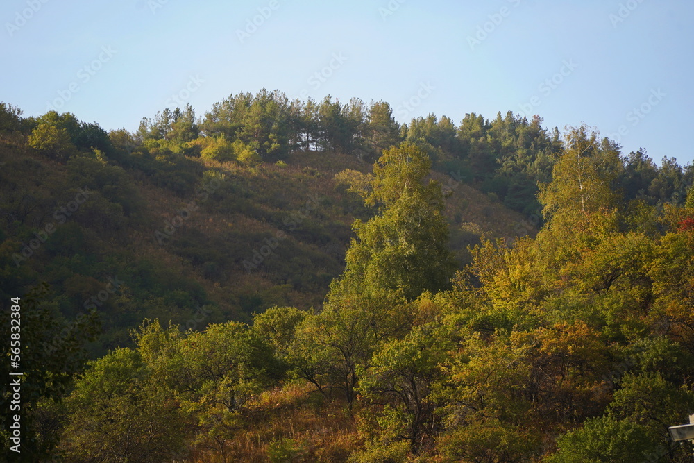 Different trees, firs and shrubs in the mountainous area. Different trees, firs and shrubs in the mountainous area.