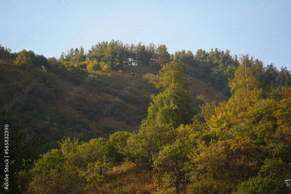 Different trees, firs and shrubs in the mountainous area.