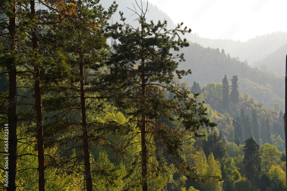 Different trees, firs and shrubs in the mountainous area. Different trees, firs and shrubs in the mountainous area.