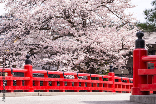 220413中橋桜G262 