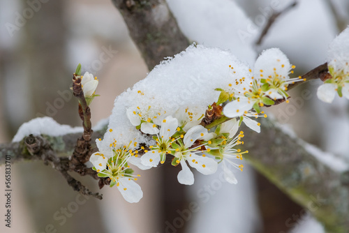 fleurs de mirabellier blanches et jaunes recouverte de neige par une belle journée de printemps dans un petit jardin en Auvergne