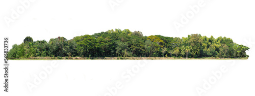 Group of tree. Green treeline isolated on white background.
