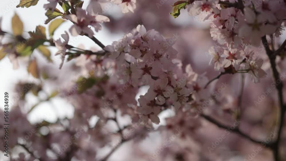 Slow motion closeup of sakura cherry blossom in spring Slow motion closeup of sakura cherry blossom in spring