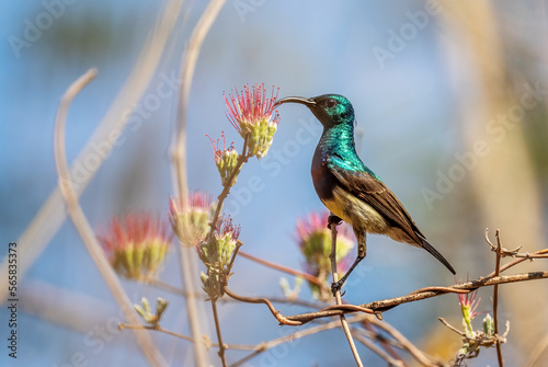 Souimanga Sunbird - Cinnyris sovimanga, small beautiful colored perching bird from Madagascar forests and woodlands. photo