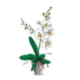 White phalaenopsis orchid with green leaves in a plastic pot. Tropical indoor plant for gift and room decoration. Realistic vector drawing for flower shop advertising banners or room design project.