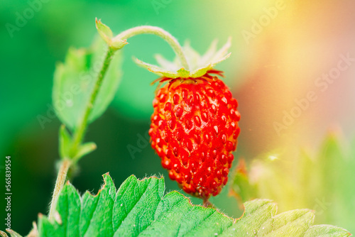 Red Wild Strawberries, Wild Strawberry In Soft Sunlight Flare. Growing Organic Wild Strawberry. Ripe Berry In Fruit Garden.