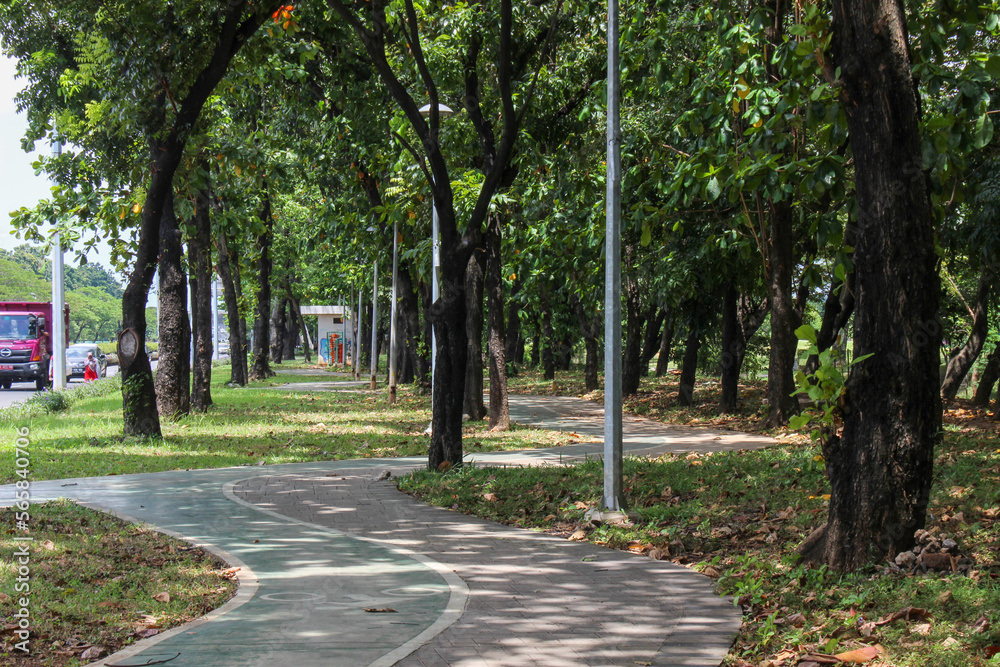 quite street under shady trees in city forest or city park quite street under shady trees in city forest or city park