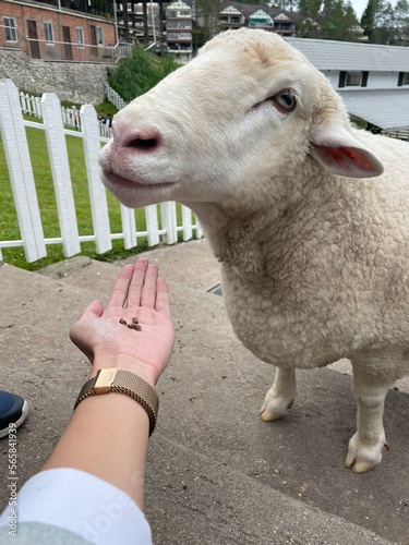 Sheep animal in wooden barn photo