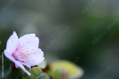 桜一輪のアップ