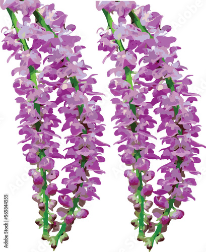 Kapou Flower-Fox Tail Orchid.  Kopou Phool is a very important flower for Assamese peoples since this flower is used by bihu dancers.
