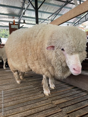 Sheep animal in wooden barn photo