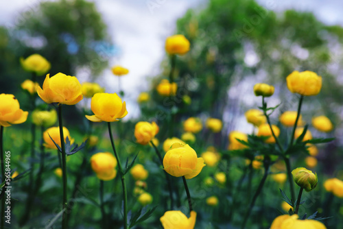 Plants and flowers macro. Detail of petals and leaves at sunset. Natural nature background.