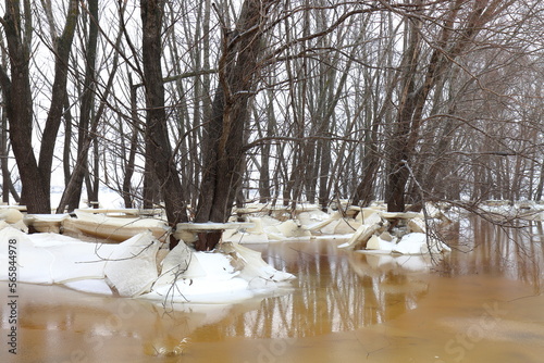 Blocks of ice near the trees and brown water in the Staritsa River after the winter flood
