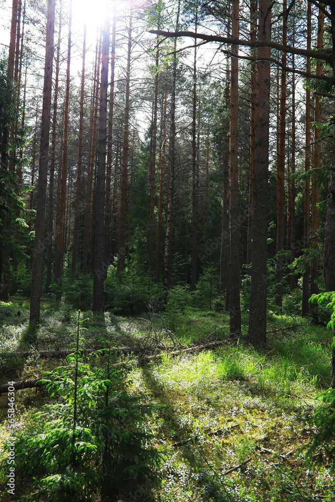 Fototapeta premium Fir branches with cones. Pinery. Trees in the forest. Glare of the sun.