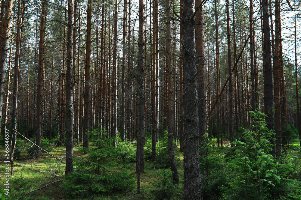 Fototapeta premium Fir branches with cones. Pinery. Trees in the forest. Glare of the sun.