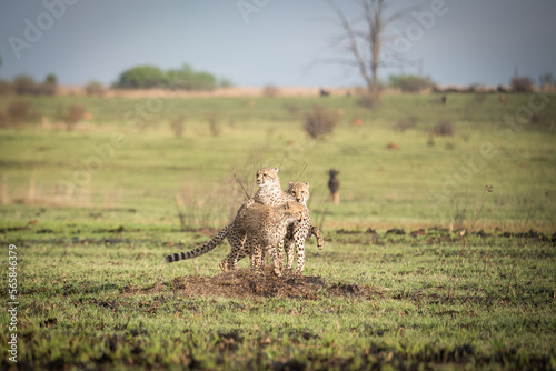 Fototapeta Naklejka Na Ścianę i Meble -  Three juvenile cheetahs playing on a mound
