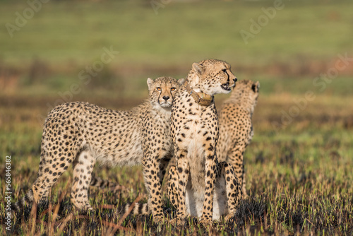Female cheetah with her juvenile cubs