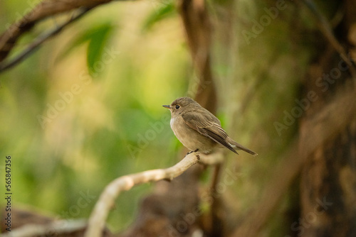 Asian Brown Flycatcher stand in the rain forest
