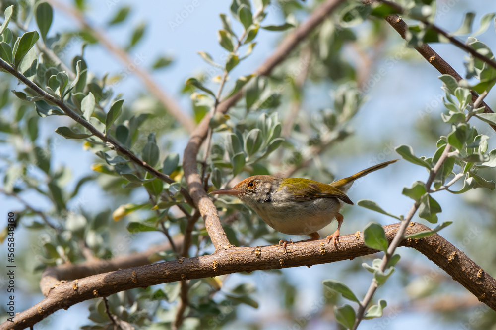Dark Necked Tailorbird stand on the branch of tree, Dark Necked Tailorbird stand on the branch of tree,