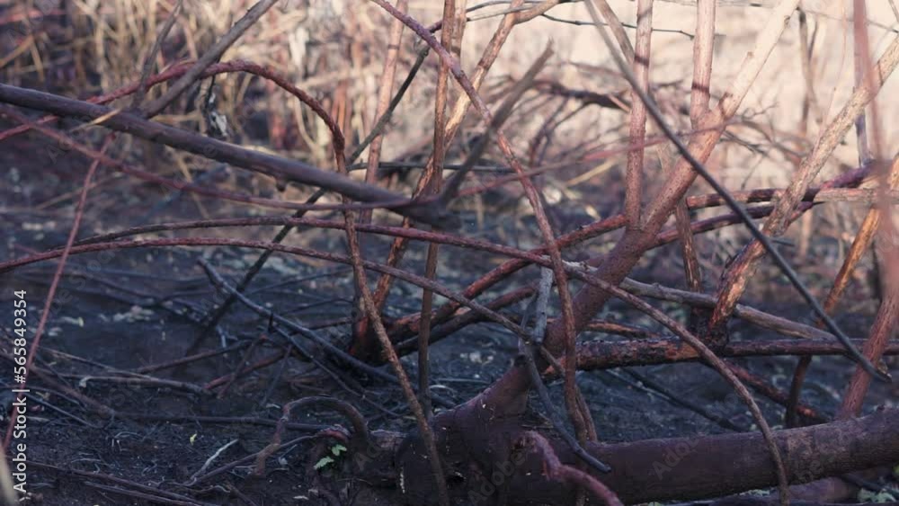 Abstract of Small Trees Caused by Fire in Mount Ranti, Banyuwangi, East Java, Indonesia Abstract of Small Trees Caused by Fire in Mount Ranti, Banyuwangi, East Java, Indonesia