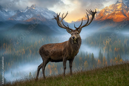 Junger Hirsch in Nebelwand im Gebirge