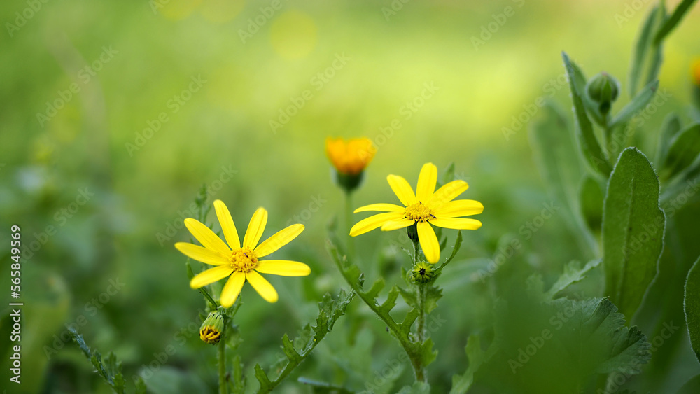 Blurred green background with yellow flowers Blurred green background with yellow flowers