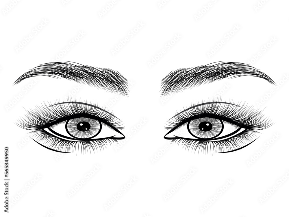 Eyelashes and brow Drawing vector on white background Eyelashes and brow Drawing vector on white background