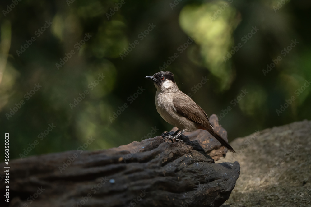 Sooty-headed bulbul stand in the rain forest Sooty-headed bulbul stand in the rain forest