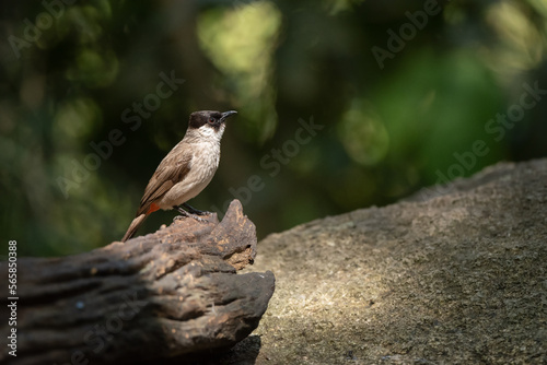 Sooty-headed bulbul stand in the rain forest