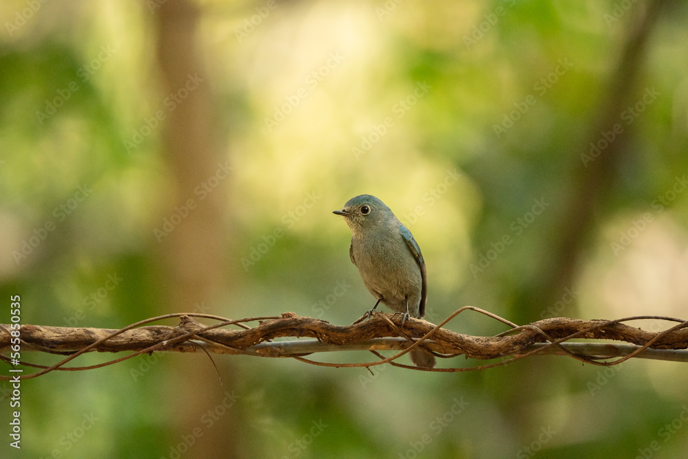 Verditer Flycatcher bird in the rain forest