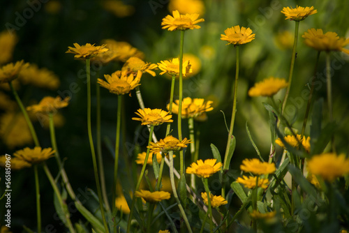 Fototapeta Naklejka Na Ścianę i Meble -  yellow flowers in the field