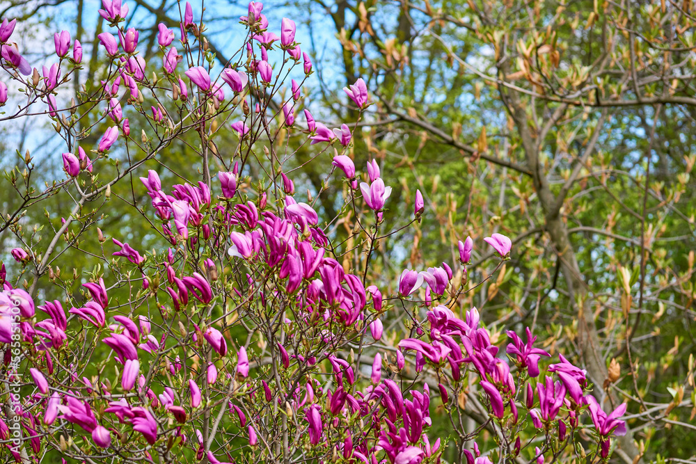 Cute purplish pink magnolia flowers in spring forest park garden