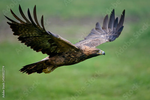 Golden eagle (Aquila chrysaetos)