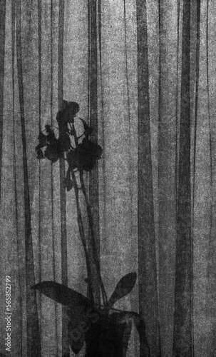 Flower behind a curtain in black and white