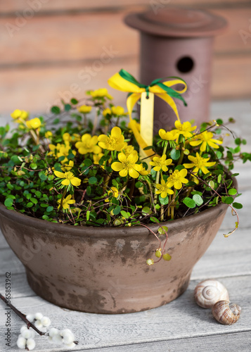 Beautiful spring floristic arrangement with yellow winter aconite flowers in a rustic terracotta pot. (Eranthis hyemalis) Garden decoration concept. Selective soft focus.