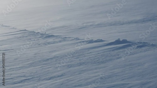 blizzard in winter, heavy snow and high winds. Arctic weather and climate. snow blown by winds. planetary warming and extreme cold weather. Climate change: arctic warming linked to colder winters