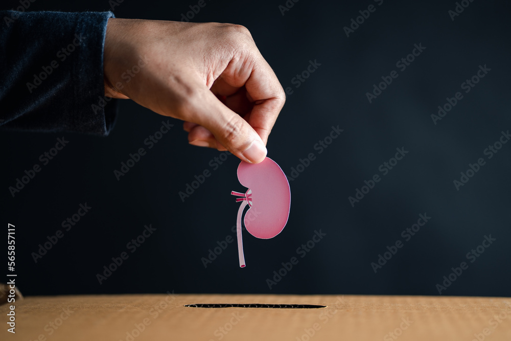 hands drop kidney paper cut to donation box. chronic kidney disease