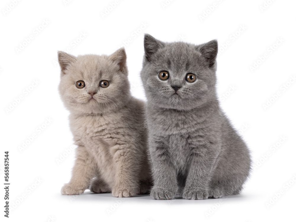 Sweet duo of British Shorthair cat kittens, sitting beside each other. Looking towards camera. Isolated on a white background.