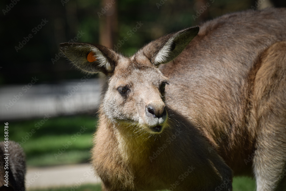 Australian kangaroo is in the zoo habitat near to the fence. They have beautiful place for living.