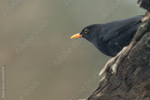 Amsel (Turdus merula)