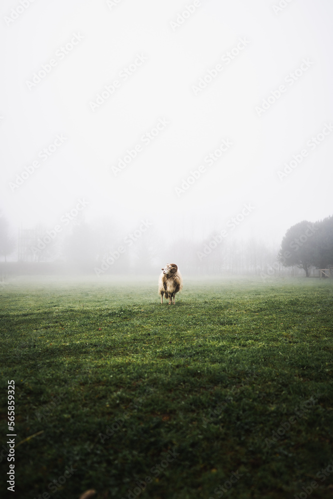 carnero en un prado entre la niebla carnero en un prado entre la niebla