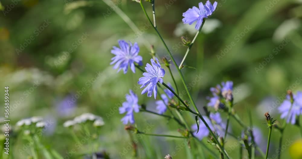 Different wild flowers growing in the summer with green grass, green grass and different yellow, white and other flowers in the summer season Different wild flowers growing in the summer with green grass, green grass and different yellow, white and other flowers in the summer season