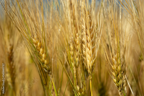 Close up of golden ears of barley grain