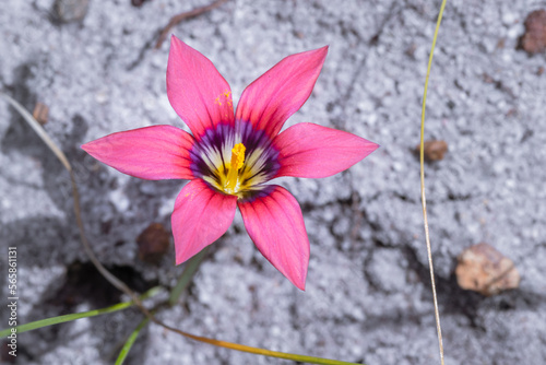 (Romulea obscura) froetang wildflower during spring, Cape Town, South Africa photo