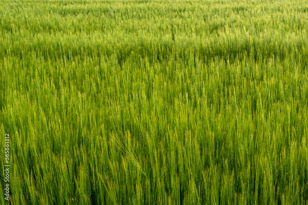 Green ears of barley grain in the field