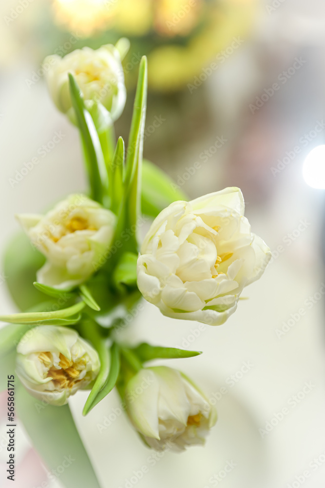 Fototapeta premium White tulips through the light prism. Romantic postcard