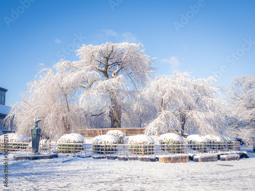 雪化粧した祇園枝垂れ桜